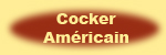 Cocker Americain