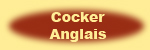 Cocker Anglais